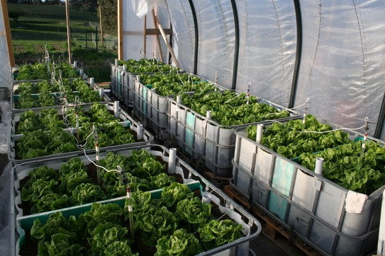 How to Build an IBC Wicking Bed: A Step-by-Step Guide for Thriving Gardens