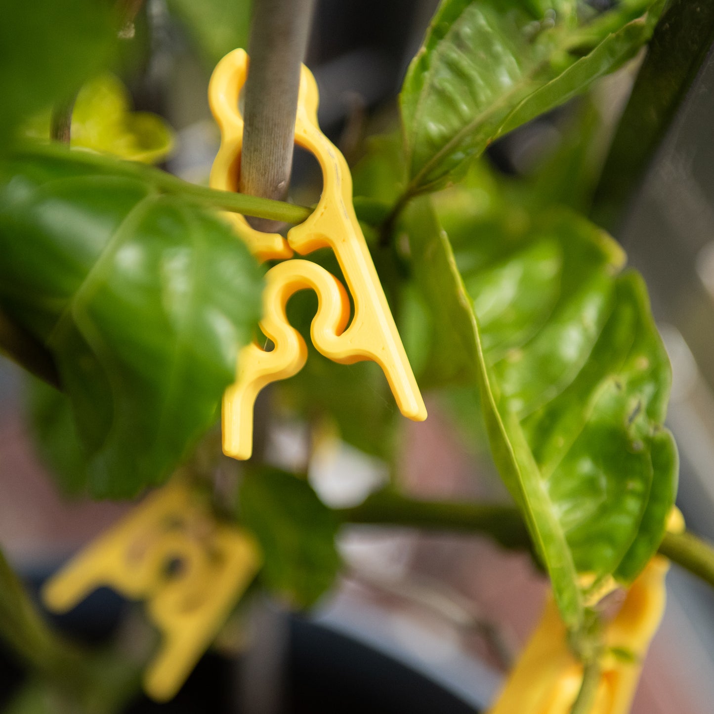 Yellow garden clip supporting a stem in an indoor leafy potted plant