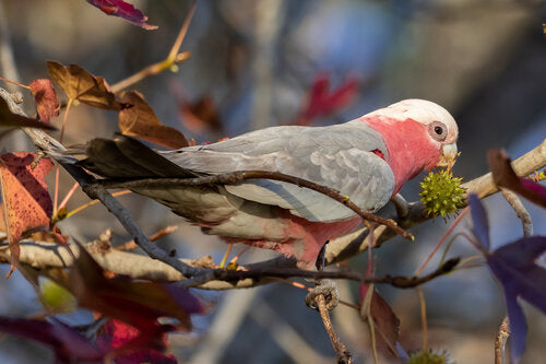 Feeding Australian Native Birds Safely: A Guide to Eco-Friendly Bird Feeding