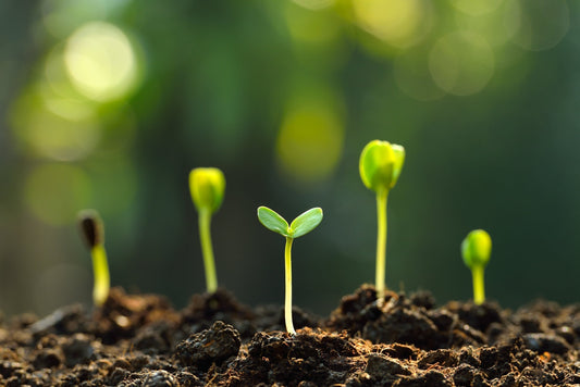 Why Now is the Perfect Time to Plant Your Winter Harvest Seeds