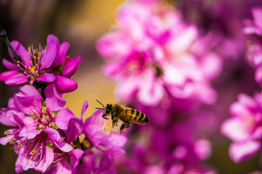 Bee hovering near vibrant pink flowers in a backyard garden, mid-spring.