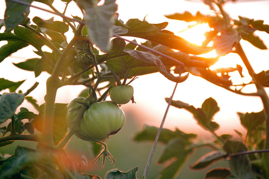 Companion Planting: How to Grow a Thriving, Balanced Garden