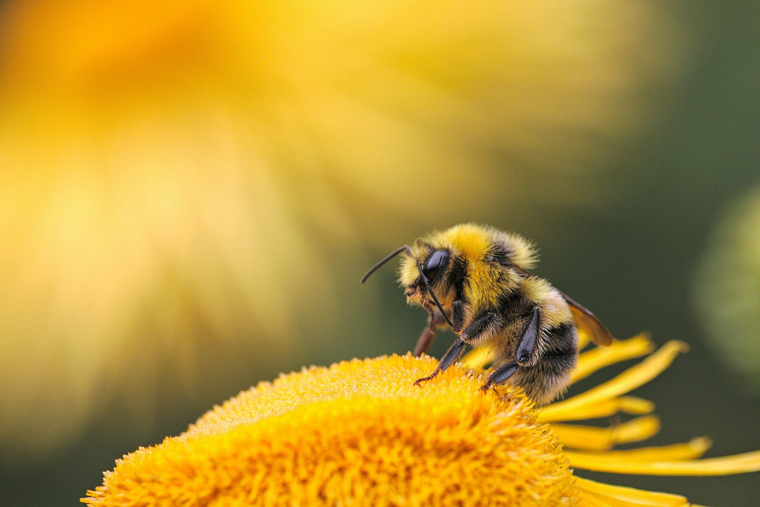 Native bee pollinating flower