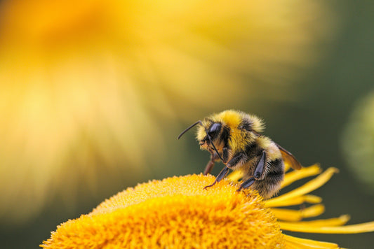 Native bee pollinating flower