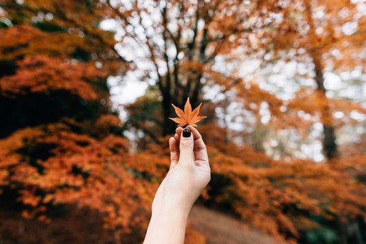 Garden Care Checklist for Autumn