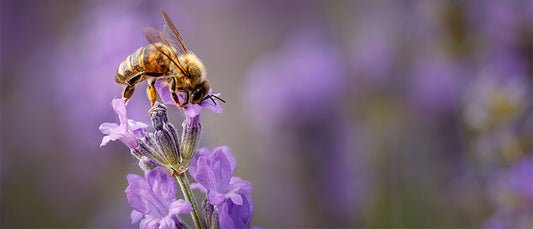 Harnessing the Power of Colour in Your Garden: A Guide to Using Colours to Attract, Deter, and Support Plant Growth