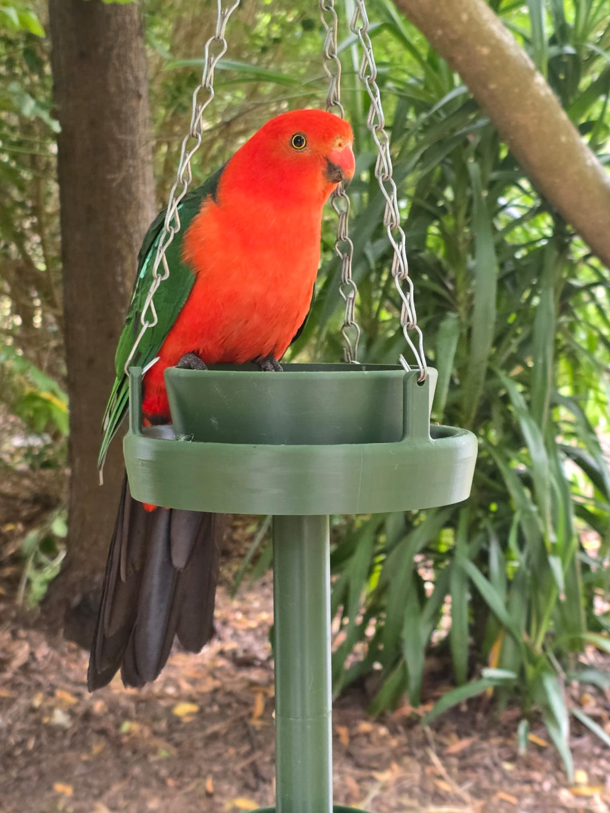 Forest green Bird Feeder Original with king parrot perched on edge