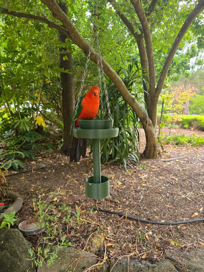 Australian king parrot feeding from forest green hanging bird feeder